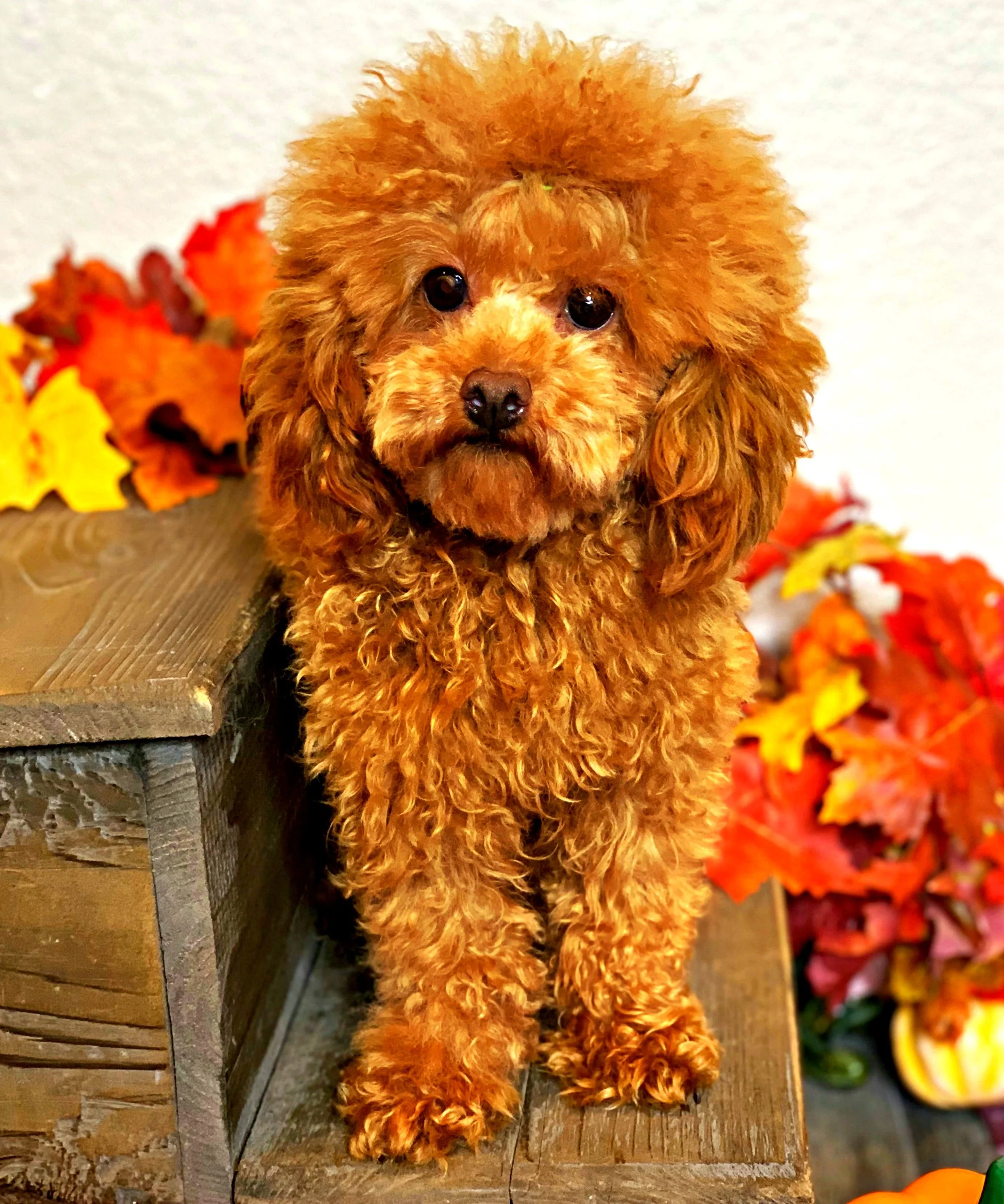 Tiny red toy deals poodle